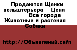 Продаются Щенки вельштерьера  › Цена ­ 27 000 - Все города Животные и растения » Собаки   